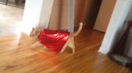 Timeline: Droits de noirs après la 2eme guerre mondial