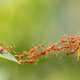 Ant action standing ant bridge unity team 45334 87