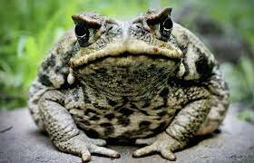 Cane Toad is brought in Australia