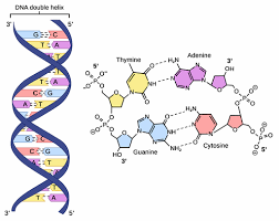 DNA structure