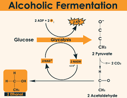 Alcoholic fermentation