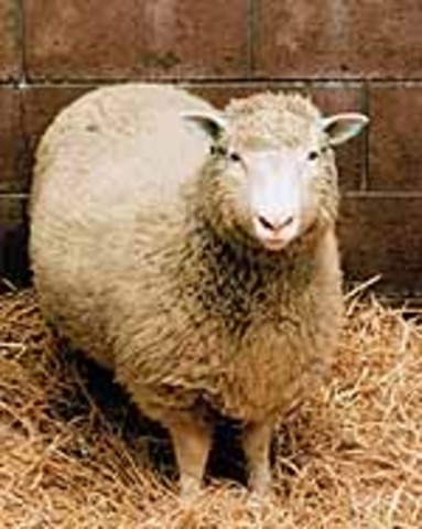 Oveja Dolly