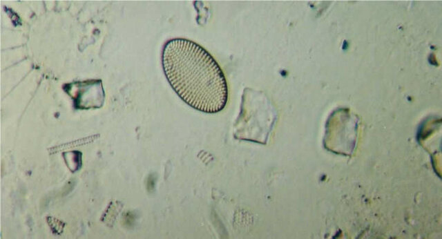 Surgimento dos primeiros organismos unicelulares