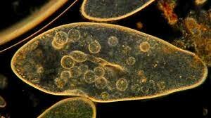 Primeiros organismos multicelulares