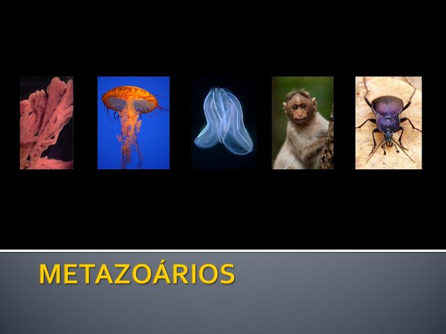 Surgimento da primeira fauna de metazoários grandes