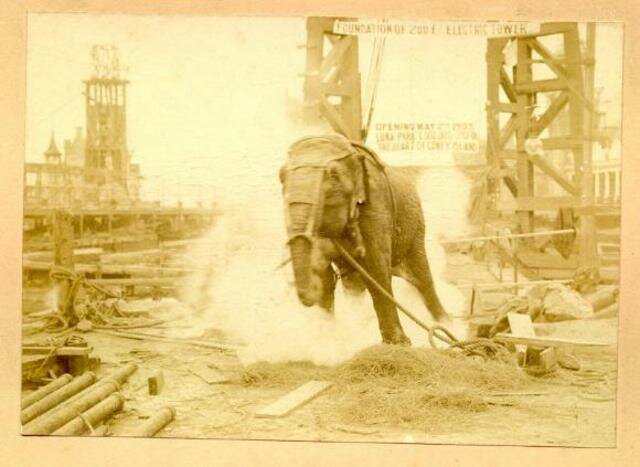 Electrocución de la Elefante Topsy
