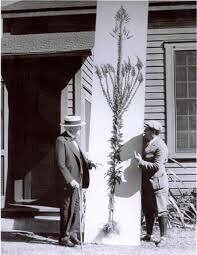 Tried to find a new source of natural rubber