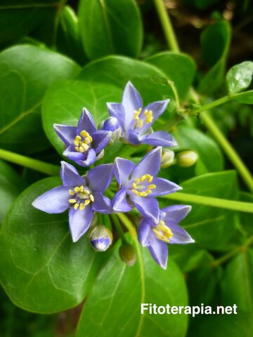 Comercialización de Europa.