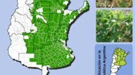 Timeline: Sojización