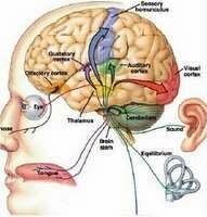 SURGIMIENTO DE LA PSICOLOGÍA EXPERIMENTAL