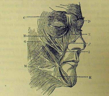 The Expression of the Emotions in Man and Animals