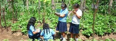 El Curriculum como conjunto de experiencias