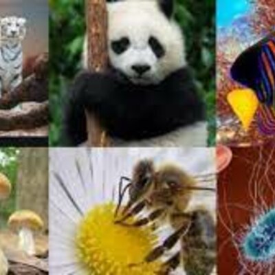 Timeline: Clasificación de la evolución de los seres vivos