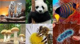 Timeline: Clasificación de la evolución de los seres vivos