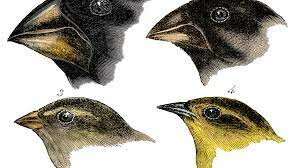 Darwin sets sail on the Beagle