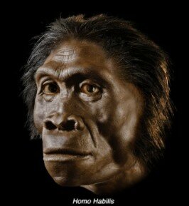 HOMO HABILIS