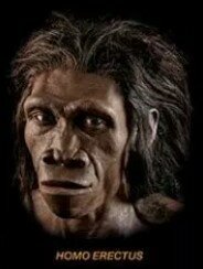 HOMO ERECTUS