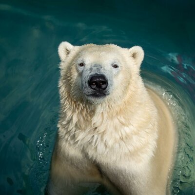 Timeline: პოლარულ დათვთა კონსერვაციის ქრონოლოგია