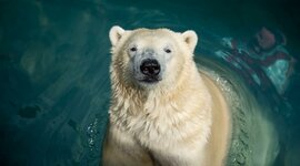 Timeline: პოლარულ დათვთა კონსერვაციის ქრონოლოგია