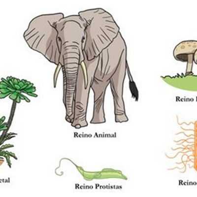 Timeline: Clasificacion de los seres vivos