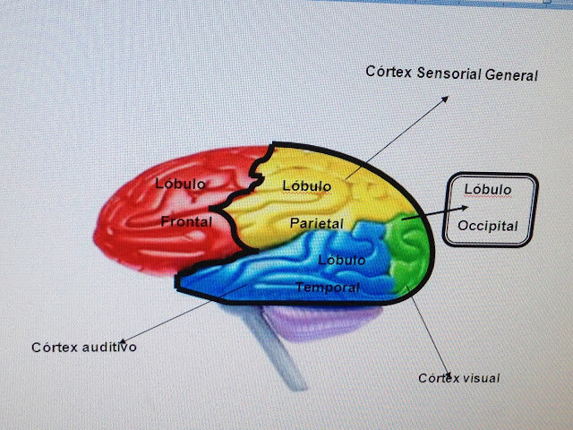 Unidades Funcionales del Cerebro
