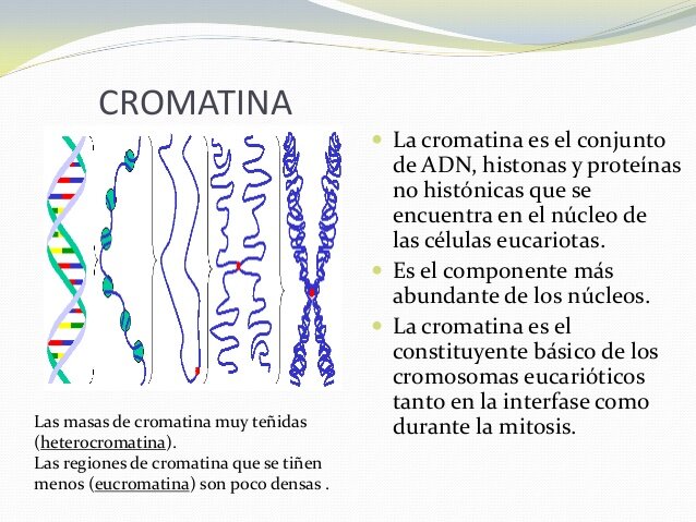 La cromatina