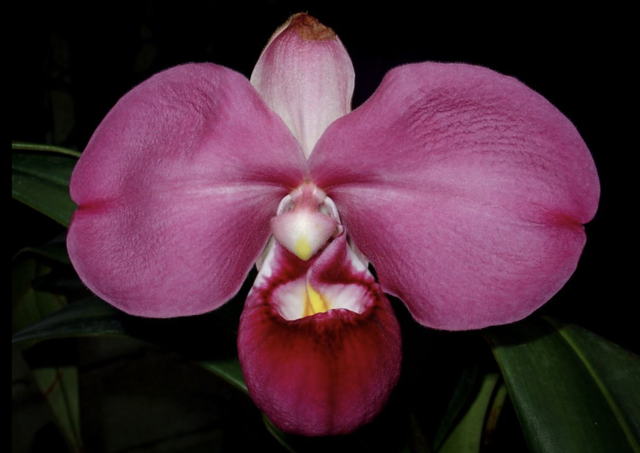 Explore Epiphytic Plants