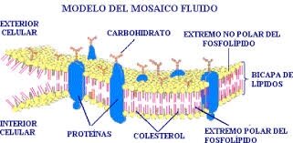 Jonathan Singer y Carter Nicholson: Proponen y desarrollan el modelo mosaico fluido.