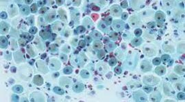 Timeline: citologia linea del tiempo