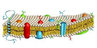 Jonathan Singer y Carter Nicholson: Modelo mosaico fluido,