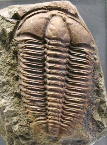 Primeros animales marinos pluricelulares carentes de esqueleto.