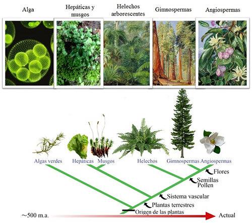 Primeras plantas terrestres