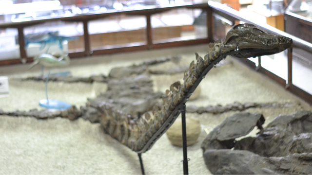 Callawayasaurus colombiensis