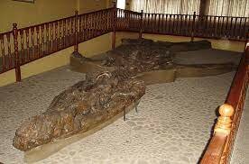 Kronosaurus boyacensis