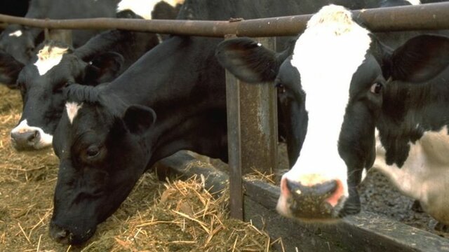 Enfermedad de las vacas locas