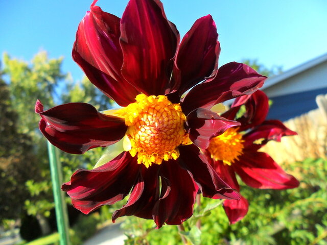 Dahlia atropurpurea