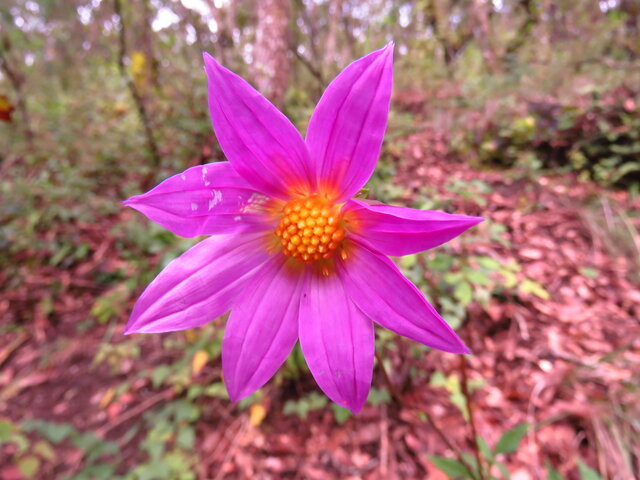 Dahlia australis