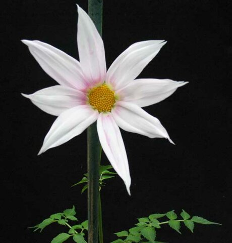 Dahlia campanulata