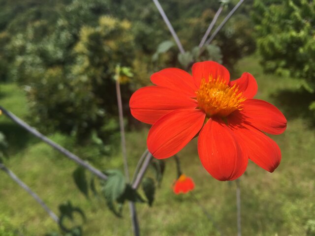 Dahlia coccinea