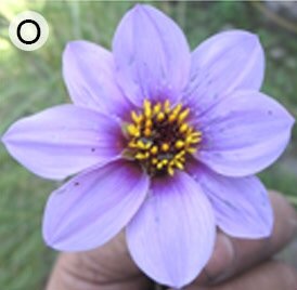 Dahlia congestifolia