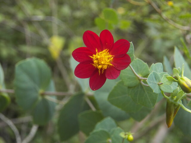 Dahlia cordifolia