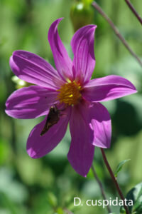 Dahlia cuspidata