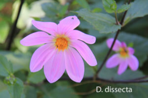 Dahlia dissecta