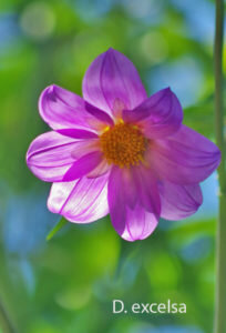 Dahlia excelsa