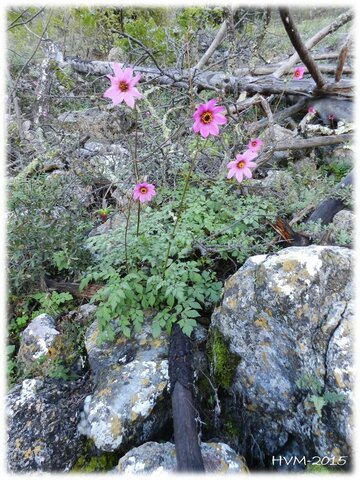 Dahlia foeniculifolia