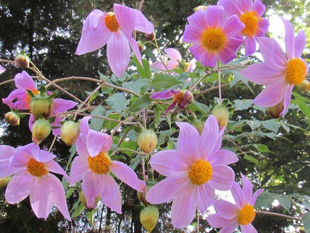 Dahlia imperialis