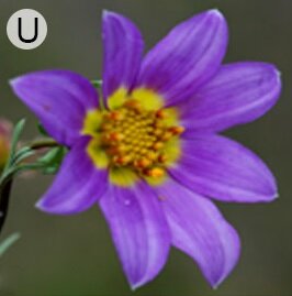 Dahlia linearis