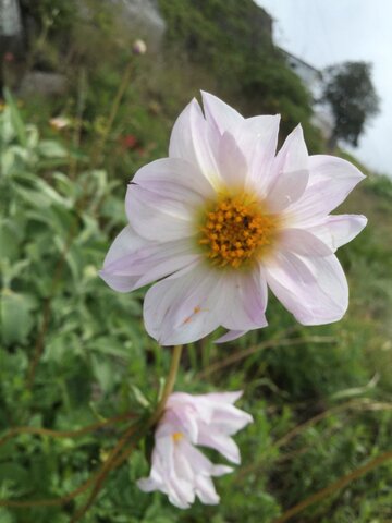 Dahlia merckii