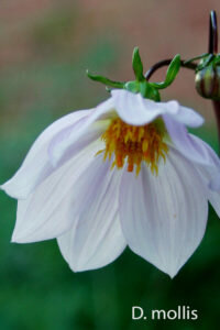 Dahlia mollis