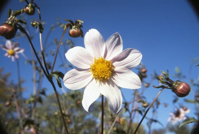 Dahlia parvibracteata